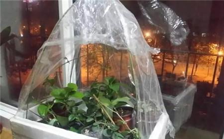 冬天养花，套上方便袋，绿油油的过冬天，嗷嗷的开花
