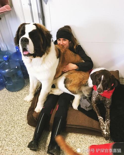 想体验什么叫令人窒息又沉重的爱 养只黏人的大型犬就能搞定啦 快资讯