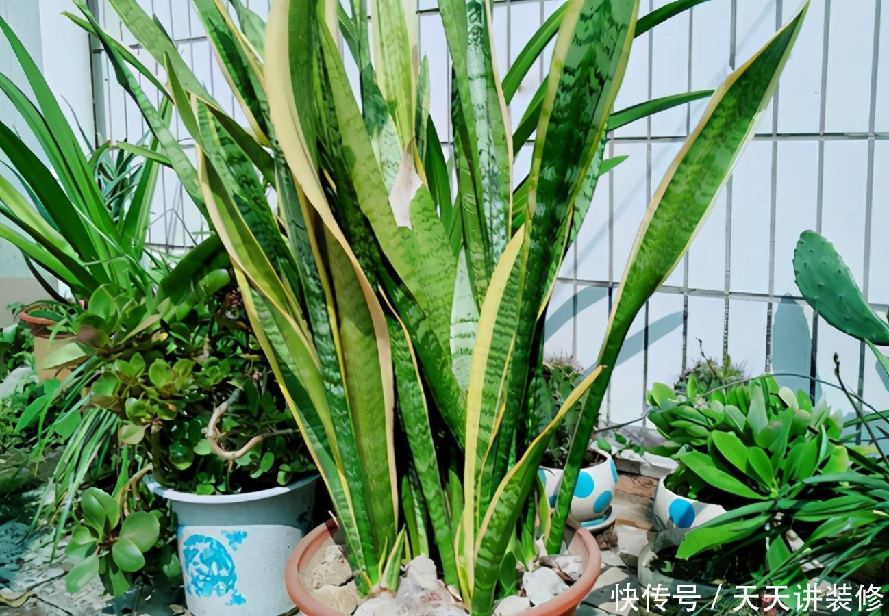 花土|新人养花容易出问题，不如盆栽虎皮兰，注意4点，好活漂亮