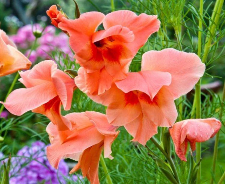 几种花超好养,花朵小巧玲珑,花叶俱美,养盆放阳台美极了