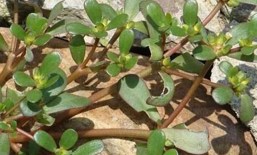 酒泡马齿笕,白发变黑发,巧治4种“常见病”,聪明人早就学会了