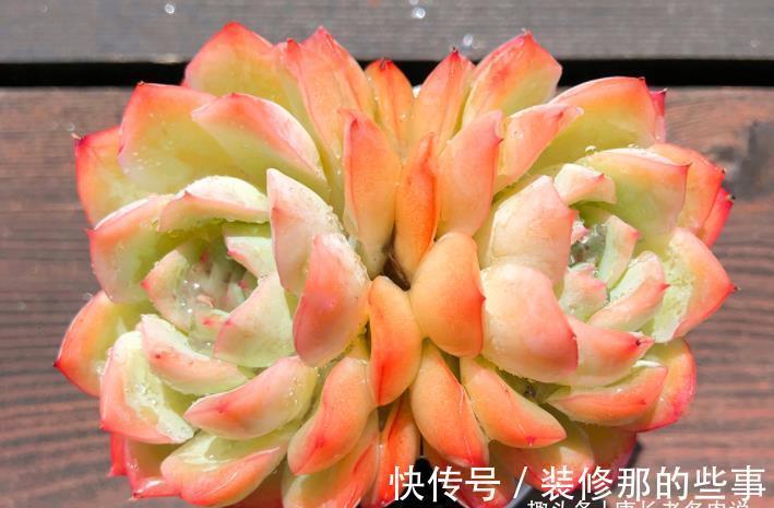 冰梅|月影系多肉之冰雪女王——平常颜色有点白,出状态时却黄中带红