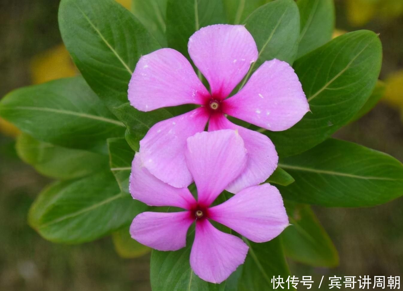 365天都在开花,2种花卉,开花能力强,一开开一年