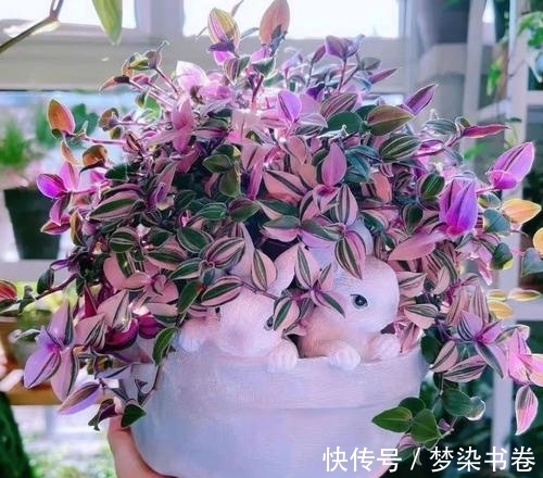 吊兰中的爱马仕,园艺界的奢侈品——油画吊兰