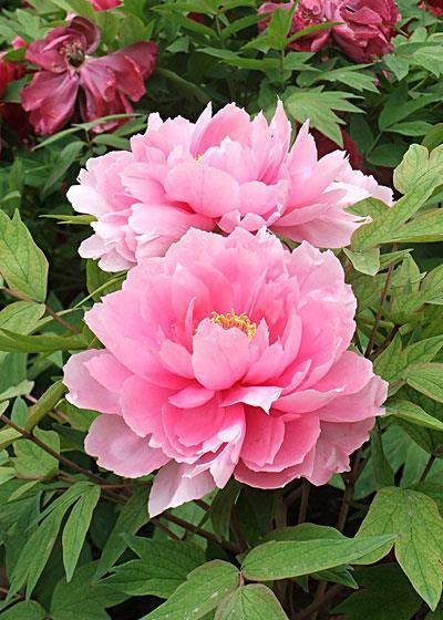 铁线莲|这些“大型花”无论多漂亮,眼馋也别买,没有大院子,买了白扔钱