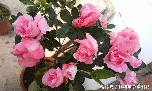 10年老花农的养花秘诀土里埋个塑料瓶，施肥没味长得旺