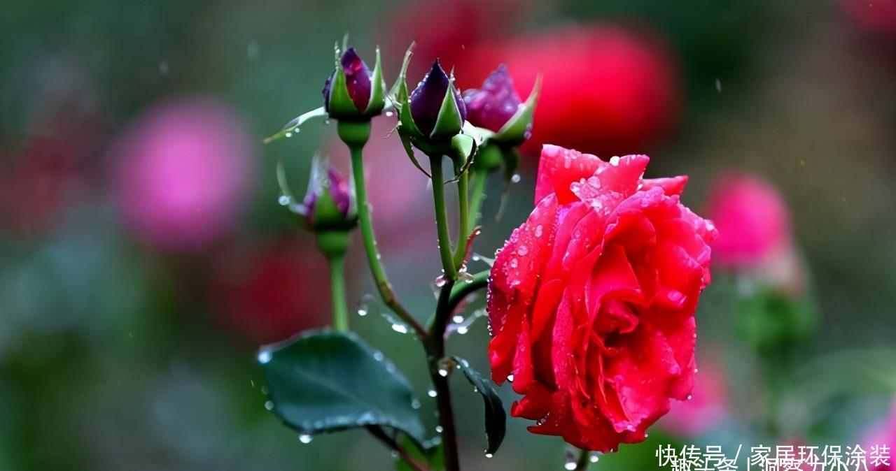 元气大伤|月季总是乱糟糟,做好“三动作”,枝叶疏密有致,花开一茬又一茬