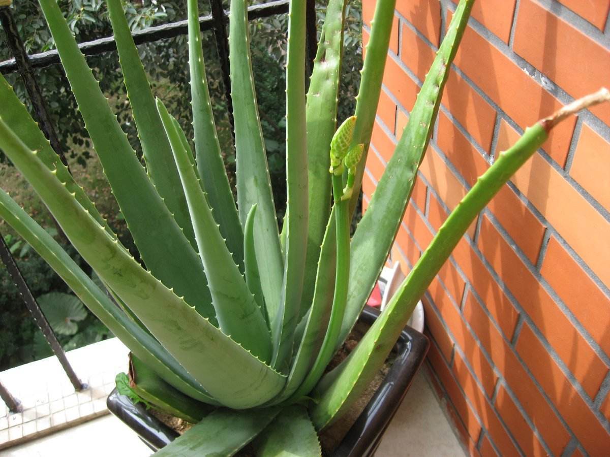 家里养花，3种花别乱“送人”！尤其是第1种，“招财”又养人