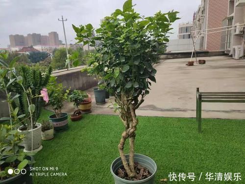天下第一香,茉莉老树桩,轻松养成茉莉树,高端典雅大盆景