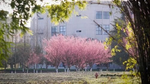 从排名了解电子科技大学实力怎么样