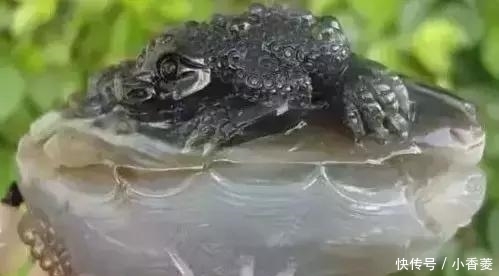  虫子|2亿年前的五条虫子 与大树一起变成了玉石！