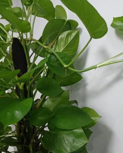 有光泽|秋天,这3种花一定要勤施肥,叶片更多更厚实,好看又有光泽