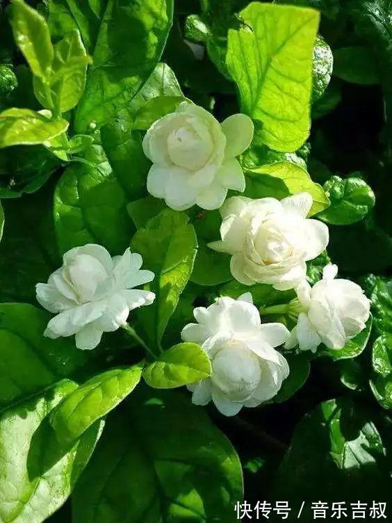 水培|这5种花,漂亮又好养,放卧室客厅都合适,还能净化空气,很实用