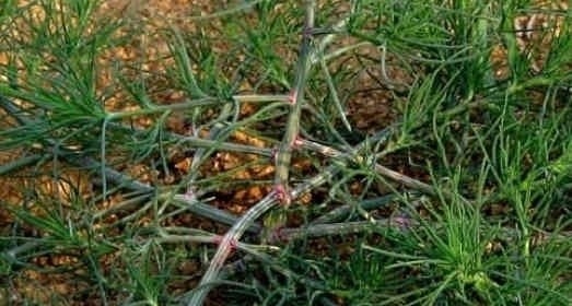 猪毛缨|农村1宝是高血压“救星”，一年只采摘一次，血压稳定更健康