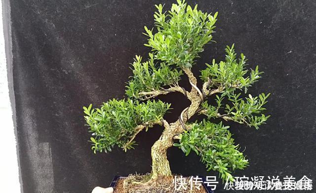 金雀|不管家中再小,一定要摆放上一盆“木中君子”