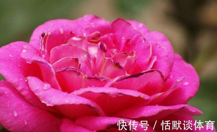 “珍稀玫瑰”汤姆奥桑特,水果香味,花期超长,可以说是养花首选