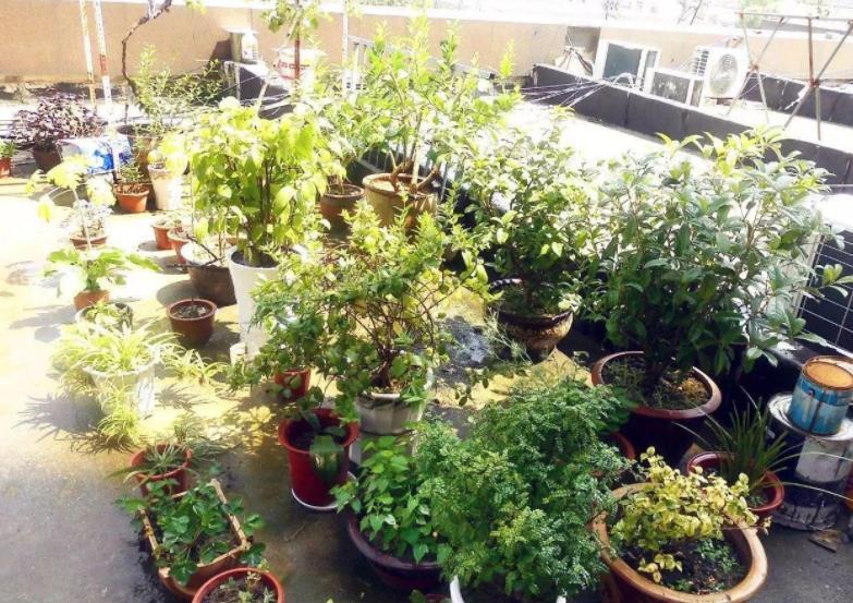 土壤|养花想盆栽土越来越肥沃,想不年年换土,隔3个月添些它就搞定