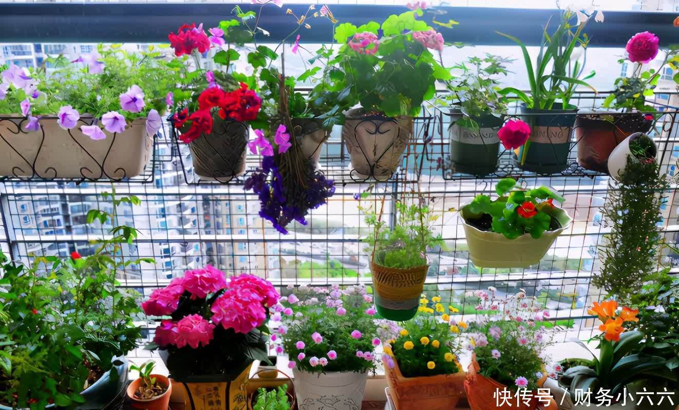 苏打水|小苏打养花,用对方法有3大好处,值得一试