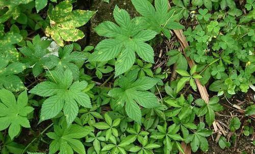 皮肤瘙痒|农村常见的一种野草,是“皮肤瘙痒”的克星,一涂很快就见效