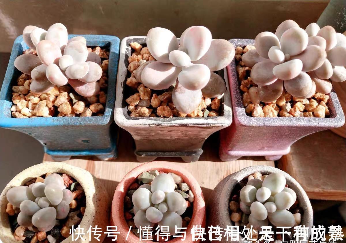 花盆|漂亮的多肉,是怎么养成的?全靠环境,环境好,多肉状态好