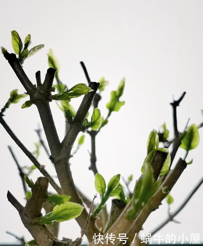 茉莉开花多不多,主要在三个细节工作,做得不到位补救还来得及