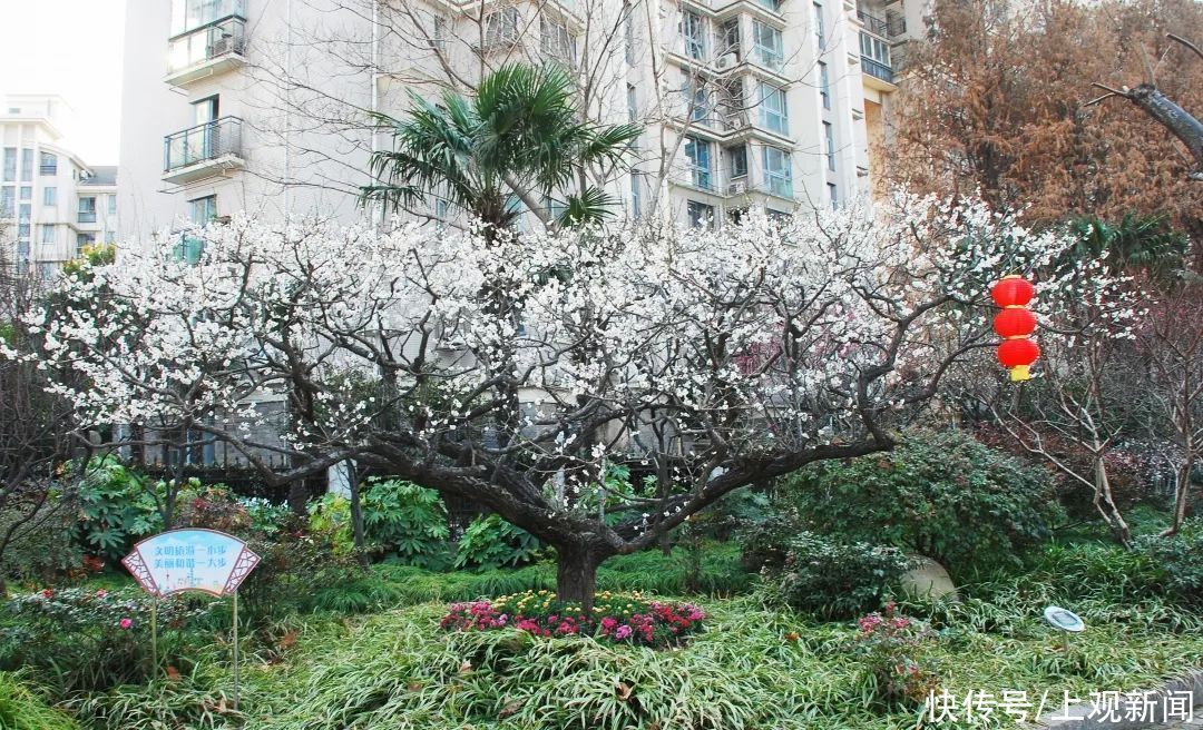 走进|梅开五福！普陀这里简直“美爆了”