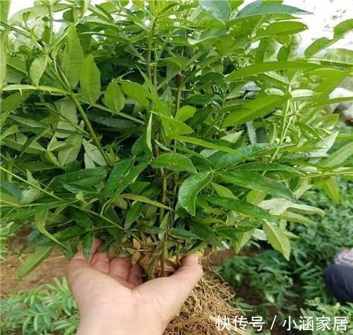 花椒树|1树生得妙,果能吃、叶能吃,全身是宝,小时候却砍来当柴烧