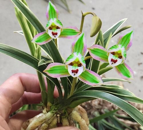  好养|此兰“玩赏性”极高，花色妖艳，香味袭人，四季花开不断还很好养