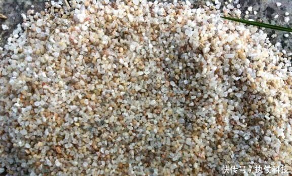 去河边挖点它,用来扦插花卉,只需5天就生根,一下养出十几盆