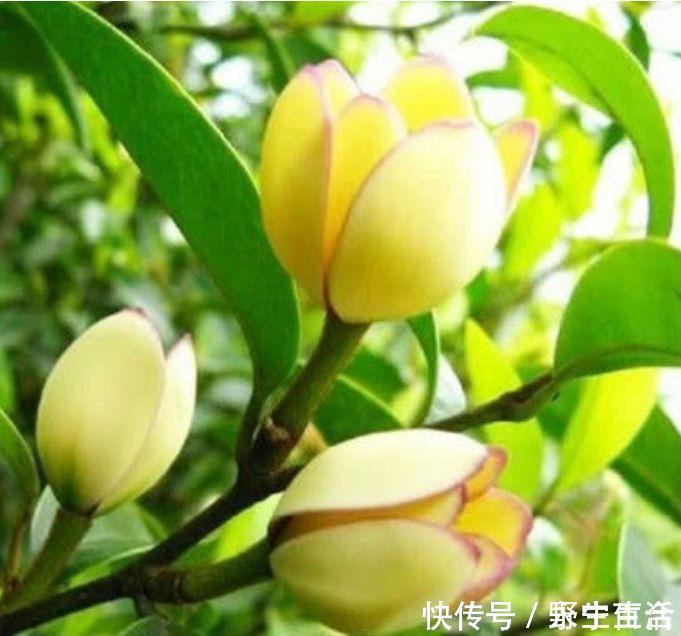 光照|这种花是爆盆能手,花香易打理,养在客厅美极了