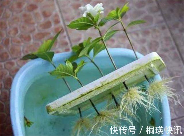 到了秋天,塑料泡沫才是养花“宝贝”,扦插生根快,养花不烂根