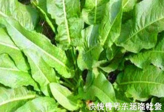 微波状|野草人称“牛舌头”，以前农民拿来当饲料，如今却要20元一斤