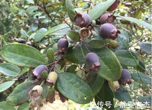 农村特有的这4种“野果”，你还记得吗城里人想吃都得花钱买