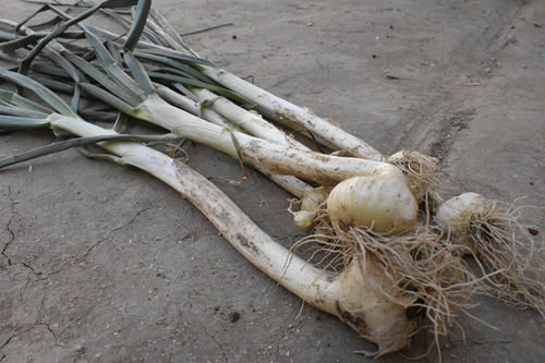 胸痹|像葱又像蒜,叫葱又叫蒜,非葱非蒜,通胸阳、行肠气、定喘、化脂