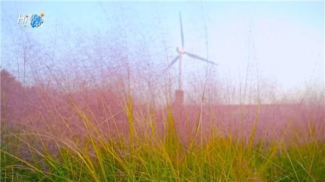 Hi|Hi视频丨粉黛花海唯美梦幻，一起打卡“粉色风暴”