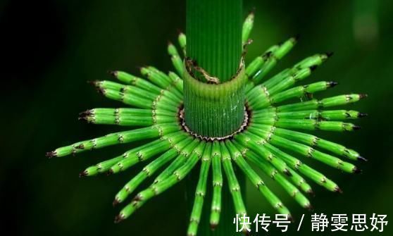 止血草|农民眼里的“缺德草”,却是老中医最喜欢的止血草,了解一下