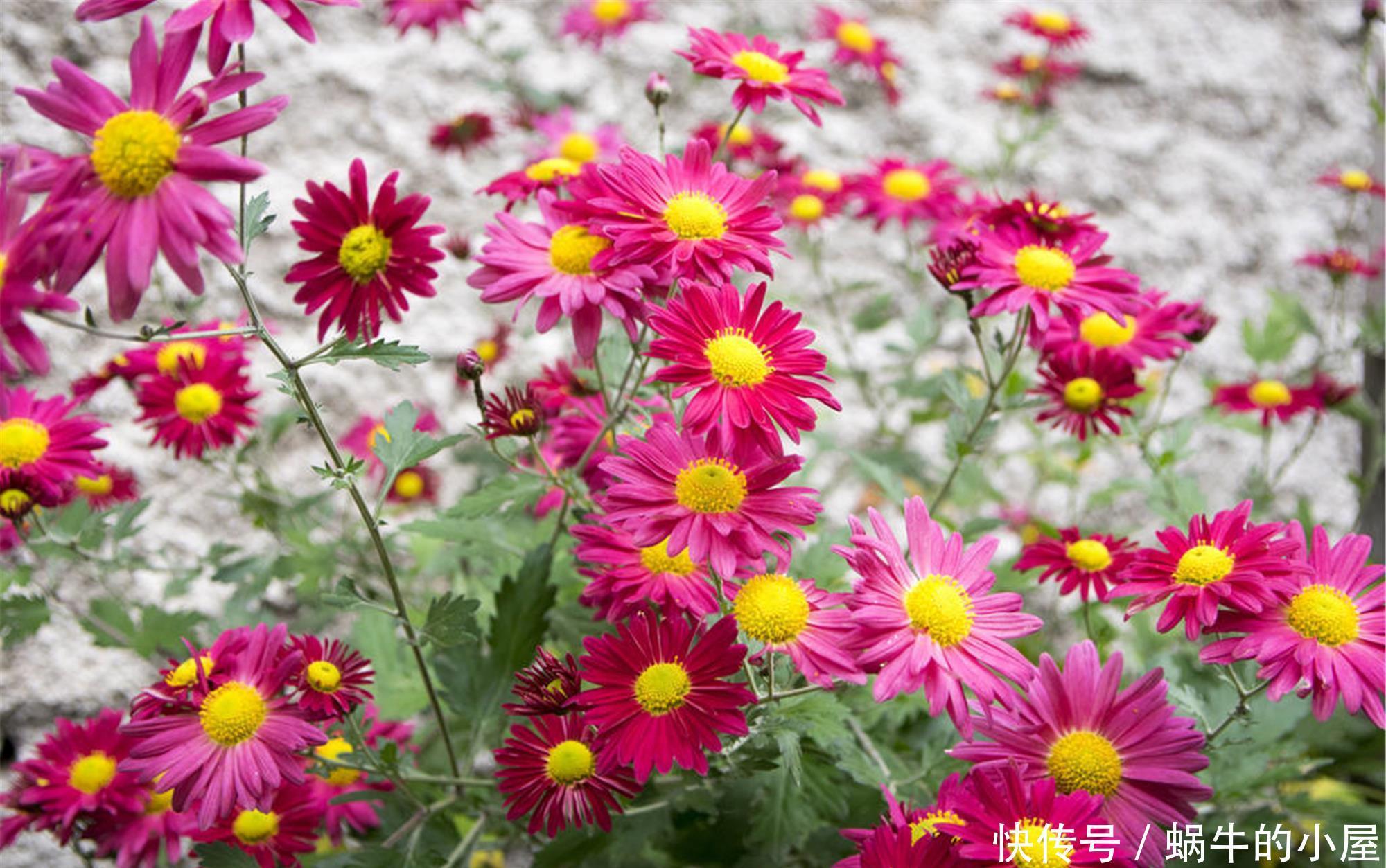 春天买花有口诀,记住“4要4不要”,花对钱才能买“好”花