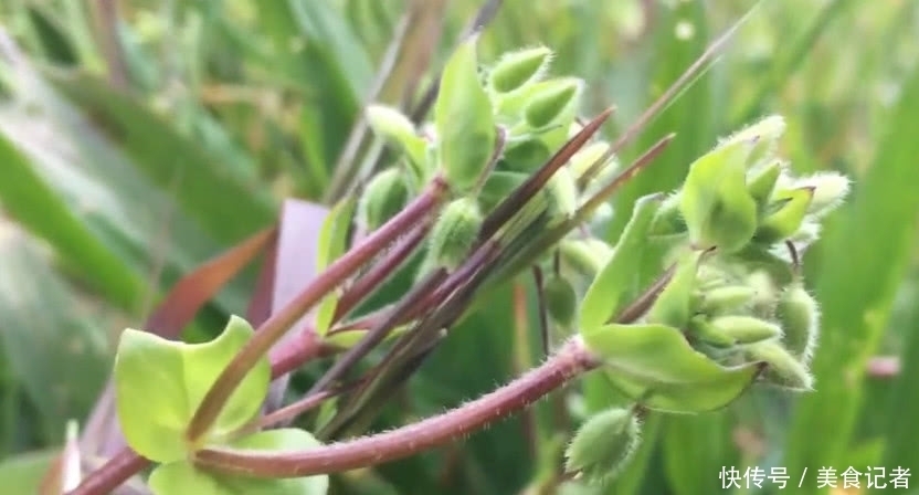 农村|人称“筋骨草”熬汤服用能舒筋活血,农村随处可见城里人不认识