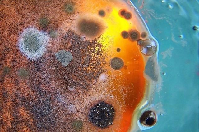 生命 如果将真菌生物放置在火星上,若干年后,它会演化出生命吗