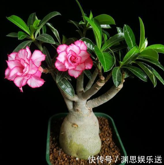 爱好|新手养沙漠玫瑰，满足它的“小爱好”，一盆养十年，年年开满花