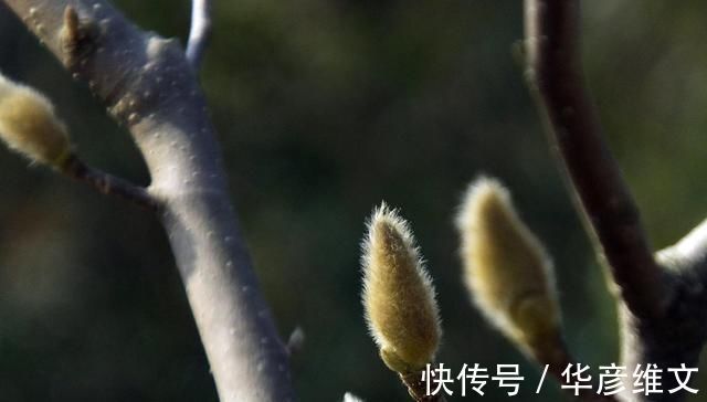 白芷|此物“专通鼻窍”,可解各种鼻窍病证,但唯有初春可采,切勿错过