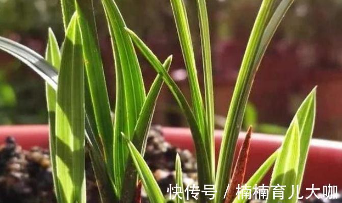 花友们|兰花缺“肥”会出现的症状，早点知道才能早“下药”，救命！