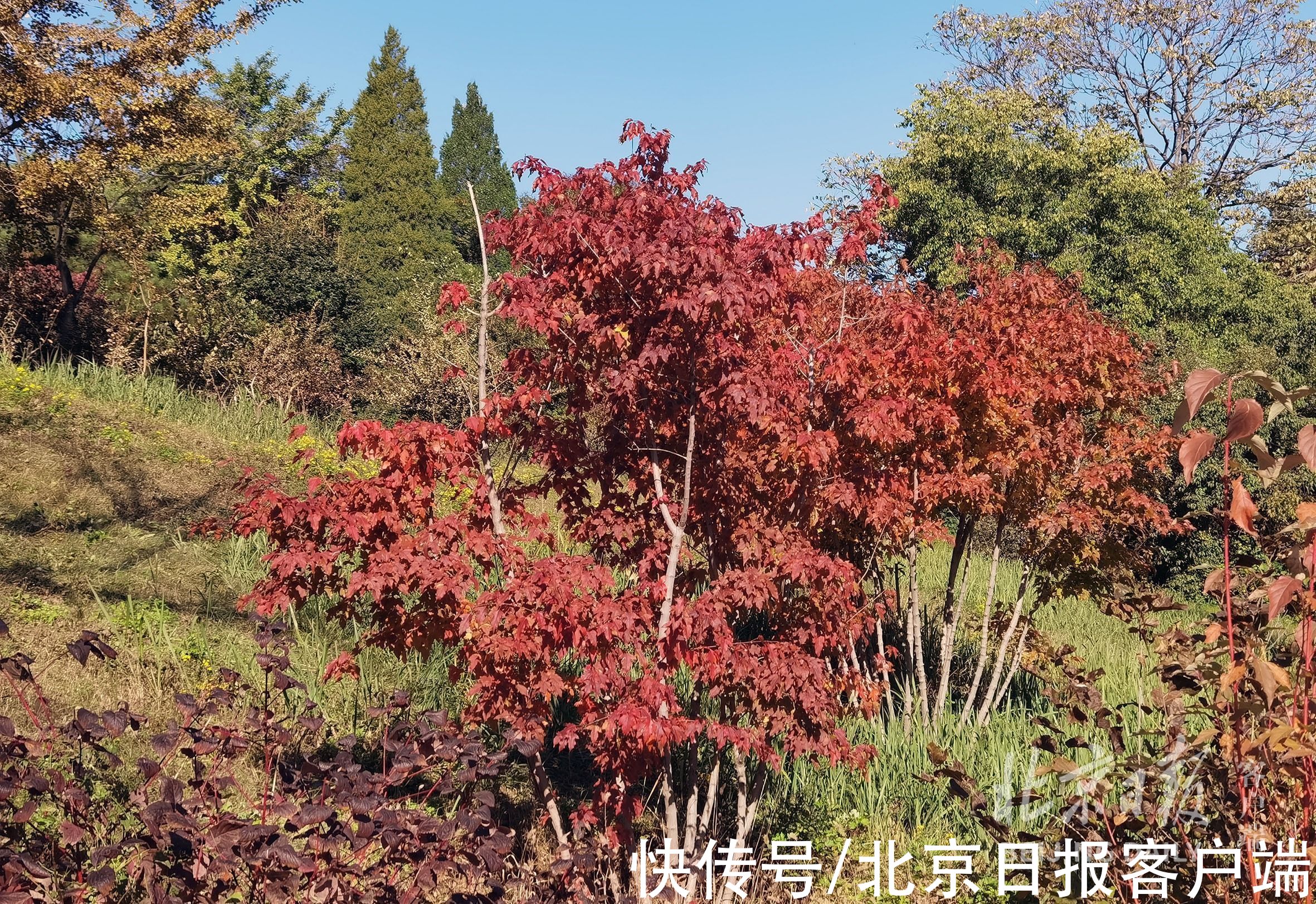 观赏期|北京植物园秋色渐浓，部分彩叶树种进入最佳观赏期