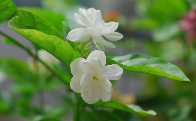 这几种花现在就要扦插，发芽窜枝速度快，下个月能赶上开花