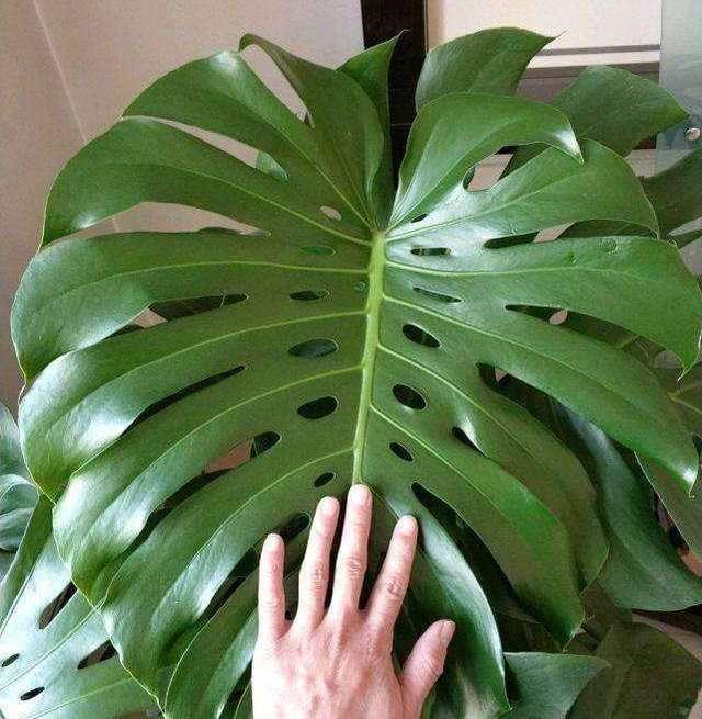 浇花|3种花都是“小酒鬼”,1个月喂2次,土壤疏松透气,叶片油绿发亮