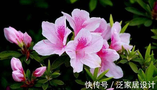 夏季|夏天有几种花再便宜也不能买,一不小心就死翘翘,人财两空