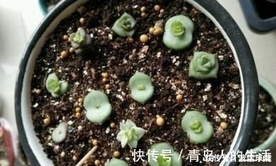 白檀|10款能吊起来养的多肉，一个比一个美，还不占地方