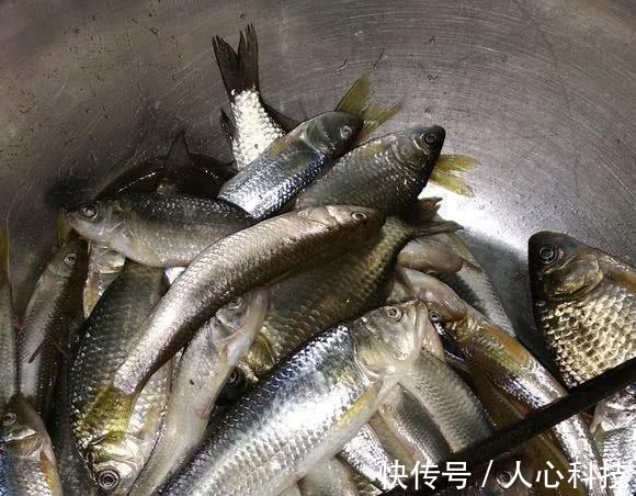 这是娃娃鱼吗山涧钓鱼,水底全是“四脚兽”,一小时钓了十几条!