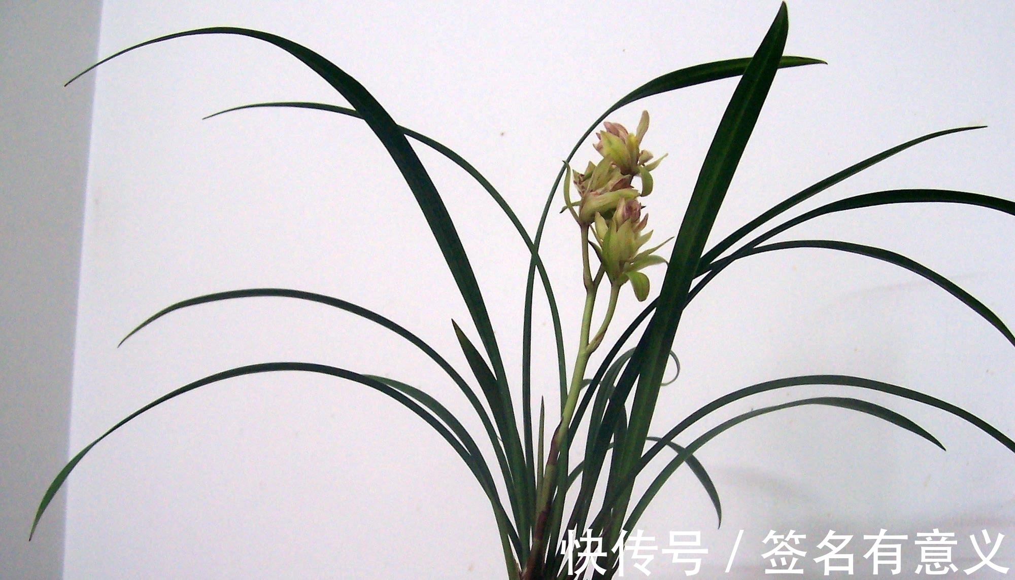 栽种兰花要知道,四季变化大,灵活的更换方法