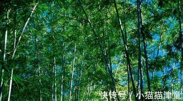 体虚体寒|一味不被人熟知的良药，能“荡涤热痰而止咳，清利七窍而醒神”